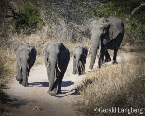 elephantswalking