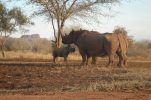 Mkomazi-Game-300x200